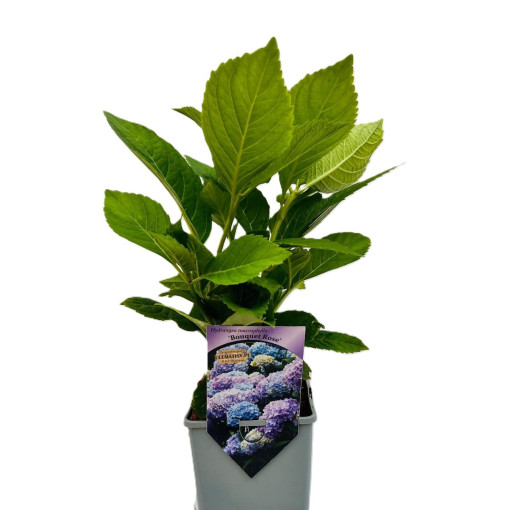 Dārza hortenzija Bouquet Rose P9/C1