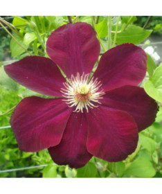 Clematis Mazowsze (lielziedu) P9/C1