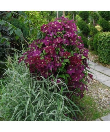 Clematis Mazowsze (lielziedu) P9/C1