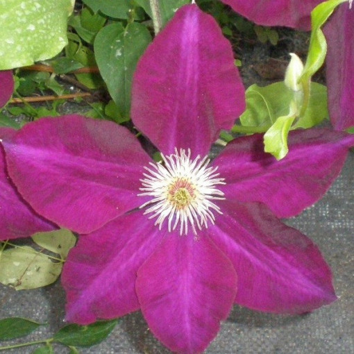 Clematis Mazowsze (lielziedu) P9/C1