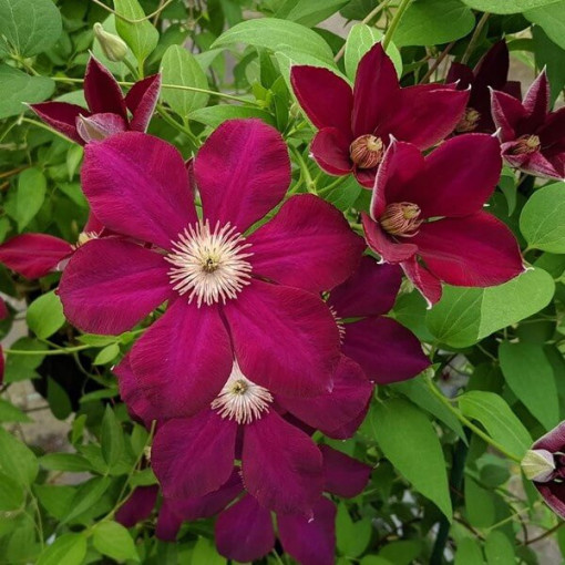 Clematis Mazowsze (lielziedu) P9/C1