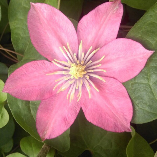 Clematis (lielziedu) 'Little Mermaid' P9/C1