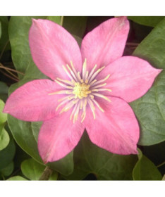 Clematis (lielziedu) 'Little Mermaid' P9/C1