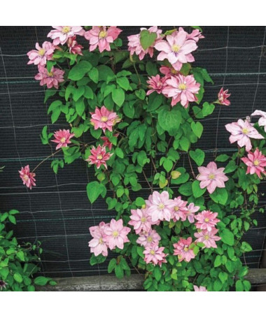 Clematis (lielziedu) 'Little Mermaid' P9/C1