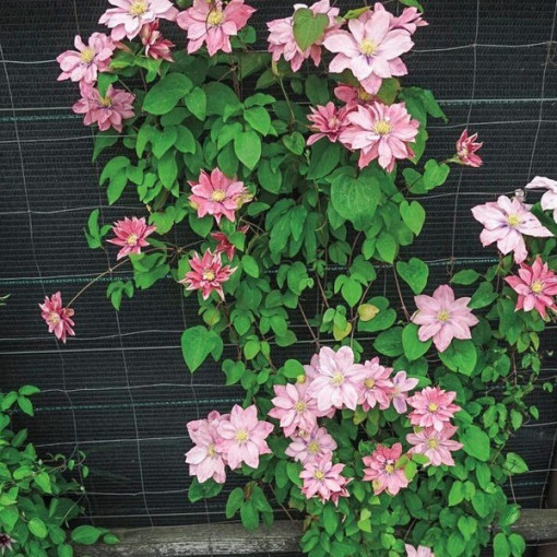 Clematis (lielziedu) 'Little Mermaid' P9/C1