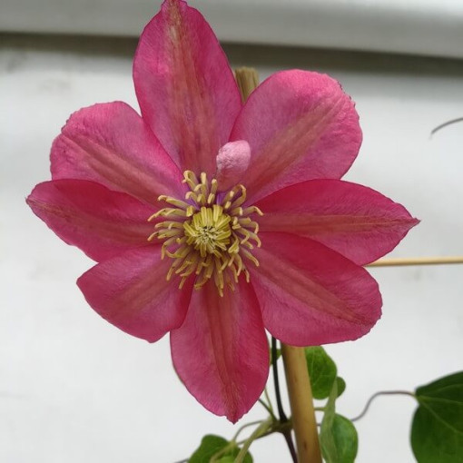 Clematis (lielziedu) 'Little Mermaid' P9/C1