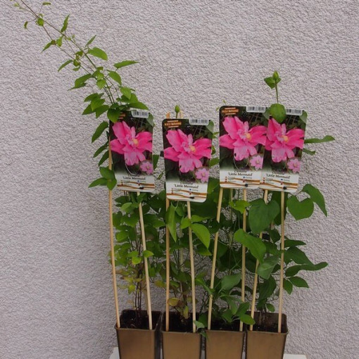 Clematis (lielziedu) 'Little Mermaid' P9/C1