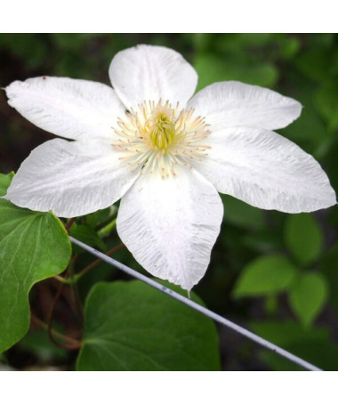 Clematis Lemon Chiffon (lielziedu) P9/C1