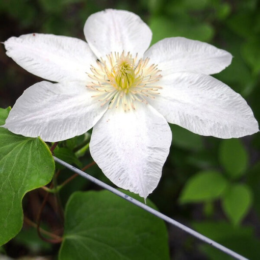 Clematis Lemon Chiffon (lielziedu) P9/C1