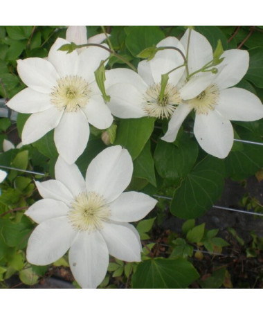 Clematis Lemon Chiffon (lielziedu) P9/C1
