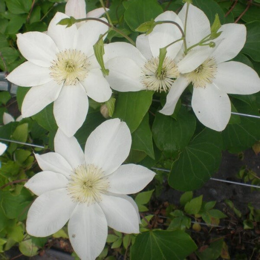 Clematis Lemon Chiffon (lielziedu) P9/C1