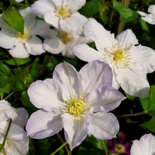 Clematis Lemon Chiffon (lielziedu) P9/C1