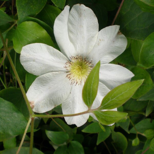 Clematis Lemon Chiffon (lielziedu) P9/C1