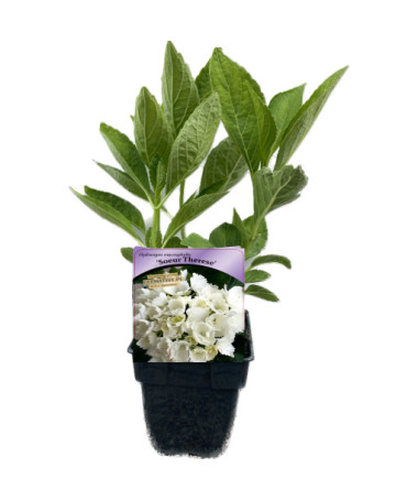 Dārza hortenzija Soeur Therese P9/C1