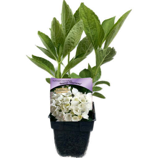 Dārza hortenzija Soeur Therese P9/C1