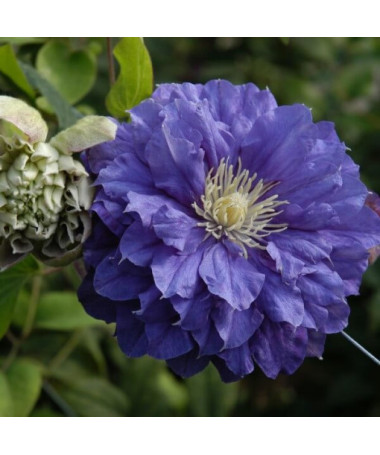 Klematis Kiri Te Kanawa (lielziedu) PILNZIEDU P9/C1