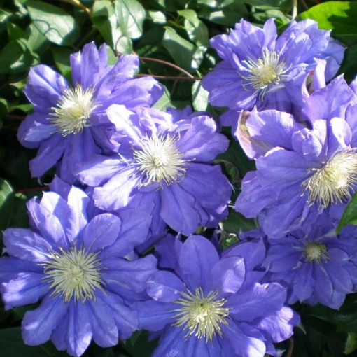 Klematis Kiri Te Kanawa (lielziedu) PILNZIEDU P9/C1