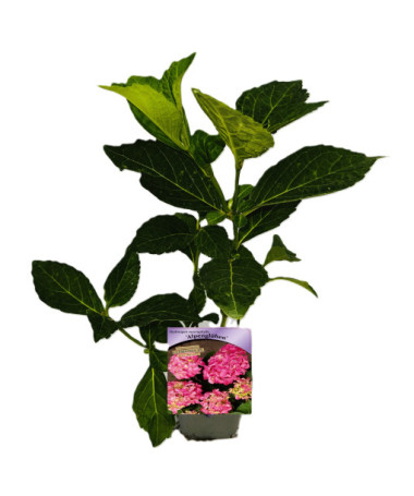 Dārza hortenzija Alpengluhen P9/C1