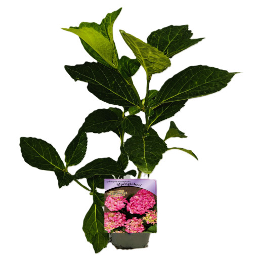 Dārza hortenzija Alpengluhen P9/C1