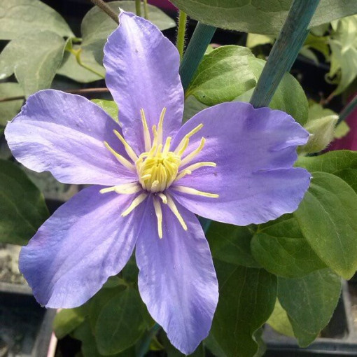 Klematis Justa (lielziedu) P9/C1