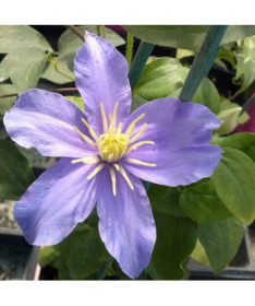 Klematis Justa (lielziedu) P9/C1