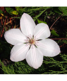 Klematis Jānis Pāvils II (lielziedu) P9/C1