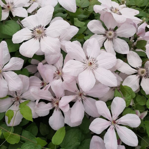 Klematis Jānis Pāvils II (lielziedu) P9/C1