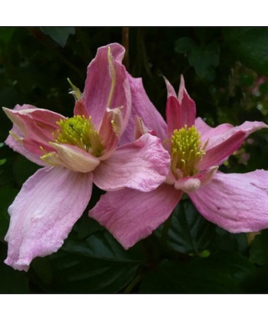 Clematis Montana 'Broughton Star' pods. 4L