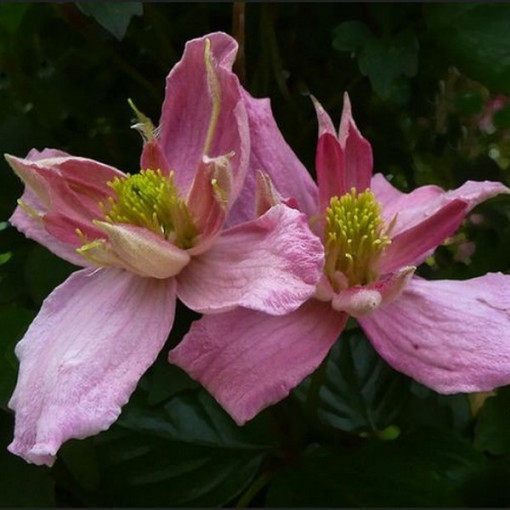 Clematis Montana 'Broughton Star' pods. 4L