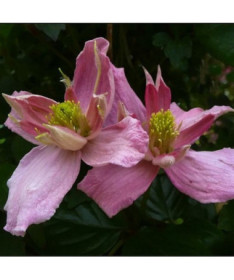 Clematis Montana 'Broughton Star' pods. 4L