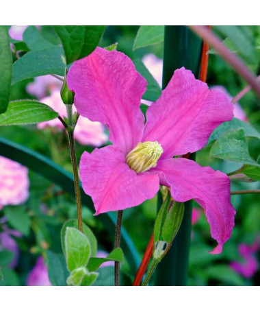 Clematis 'Inspiration Zoin®'(ziemcietīgs) P9/C1