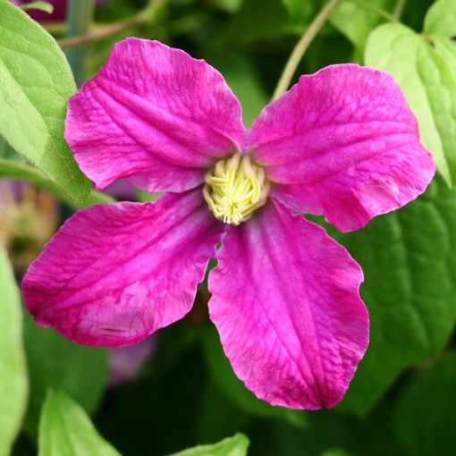 Clematis 'Inspiration Zoin®'(ziemcietīgs) P9/C1
