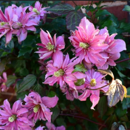 Clematis Montana 'Broughton Star' pods. 4L
