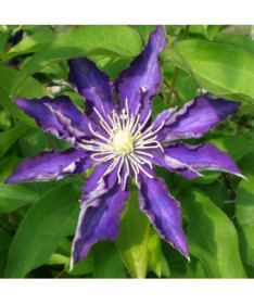 Klematis Hakuookan (lielziedu) P9/C1