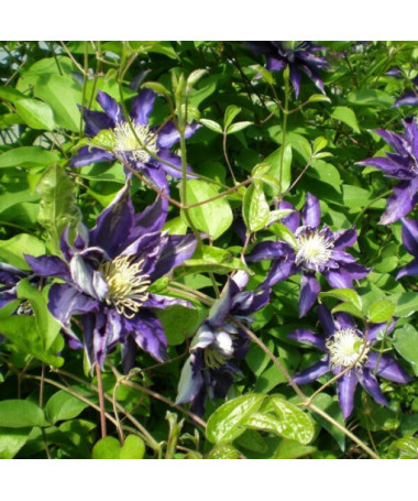 Klematis Hakuookan (lielziedu) P9/C1