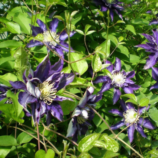 Klematis Hakuookan (lielziedu) P9/C1