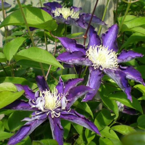 Klematis Hakuookan (lielziedu) P9/C1