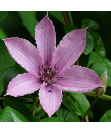 Klematis Hagley Hybrid (lielziedu) P9/C1