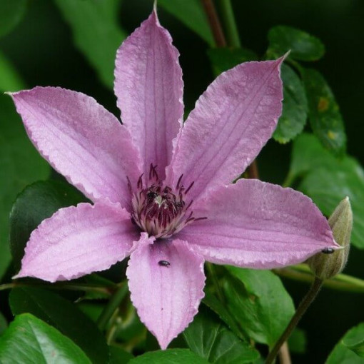 Klematis Hagley Hybrid (lielziedu) P9/C1
