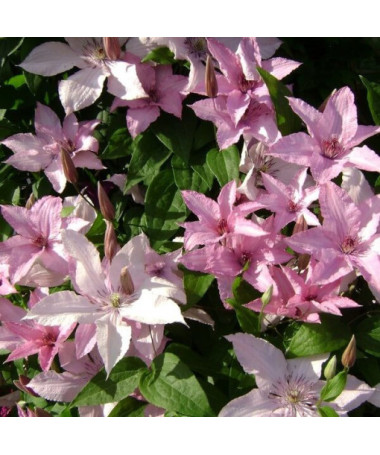 Klematis Hagley Hybrid (lielziedu) P9/C1