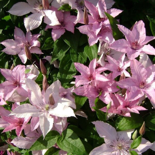 Klematis Hagley Hybrid (lielziedu) P9/C1