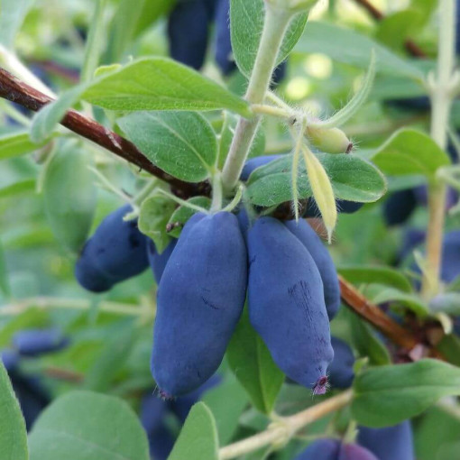 Kamčatkas mellenes 'Leningradskij Velikan' P9/C1