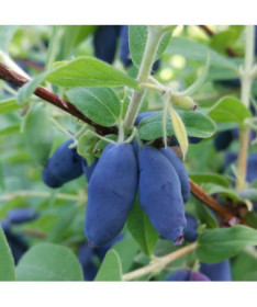 Kamčatkas mellenes 'Leningradskij Velikan' P9/C1