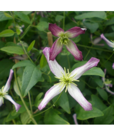 Clematis botāniskais Rubromarginata 4L pods