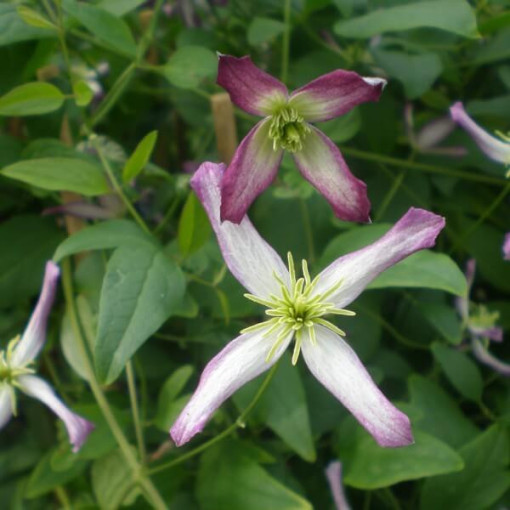 Clematis botāniskais Rubromarginata 4L pods
