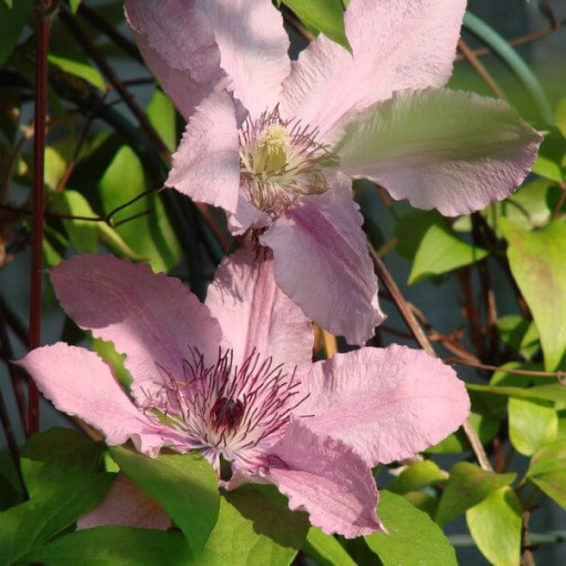 Klematis Hagley Hybrid (lielziedu) P9/C1