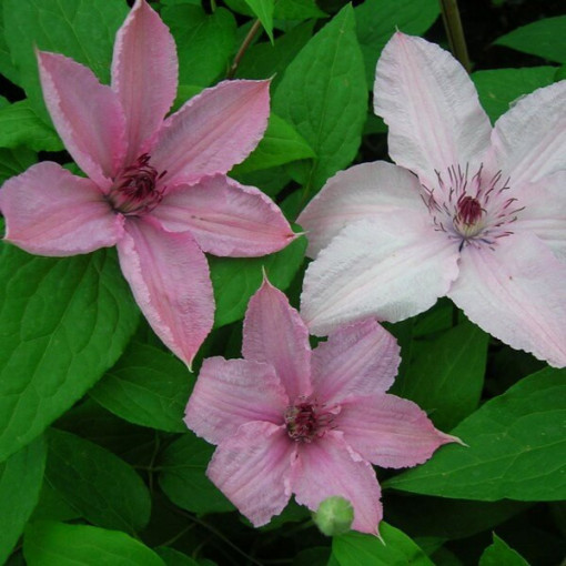 Klematis Hagley Hybrid (lielziedu) P9/C1