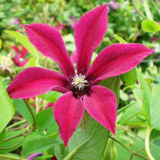 Klematis Gravetye Beauty (botānisks) P9/C1