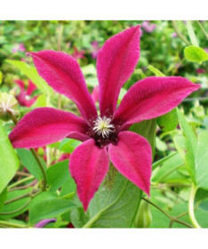 Klematis Gravetye Beauty (botānisks) P9/C1