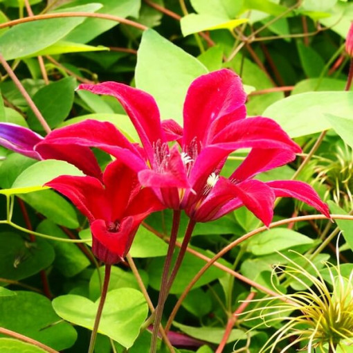 Klematis Gravetye Beauty (botānisks) P9/C1